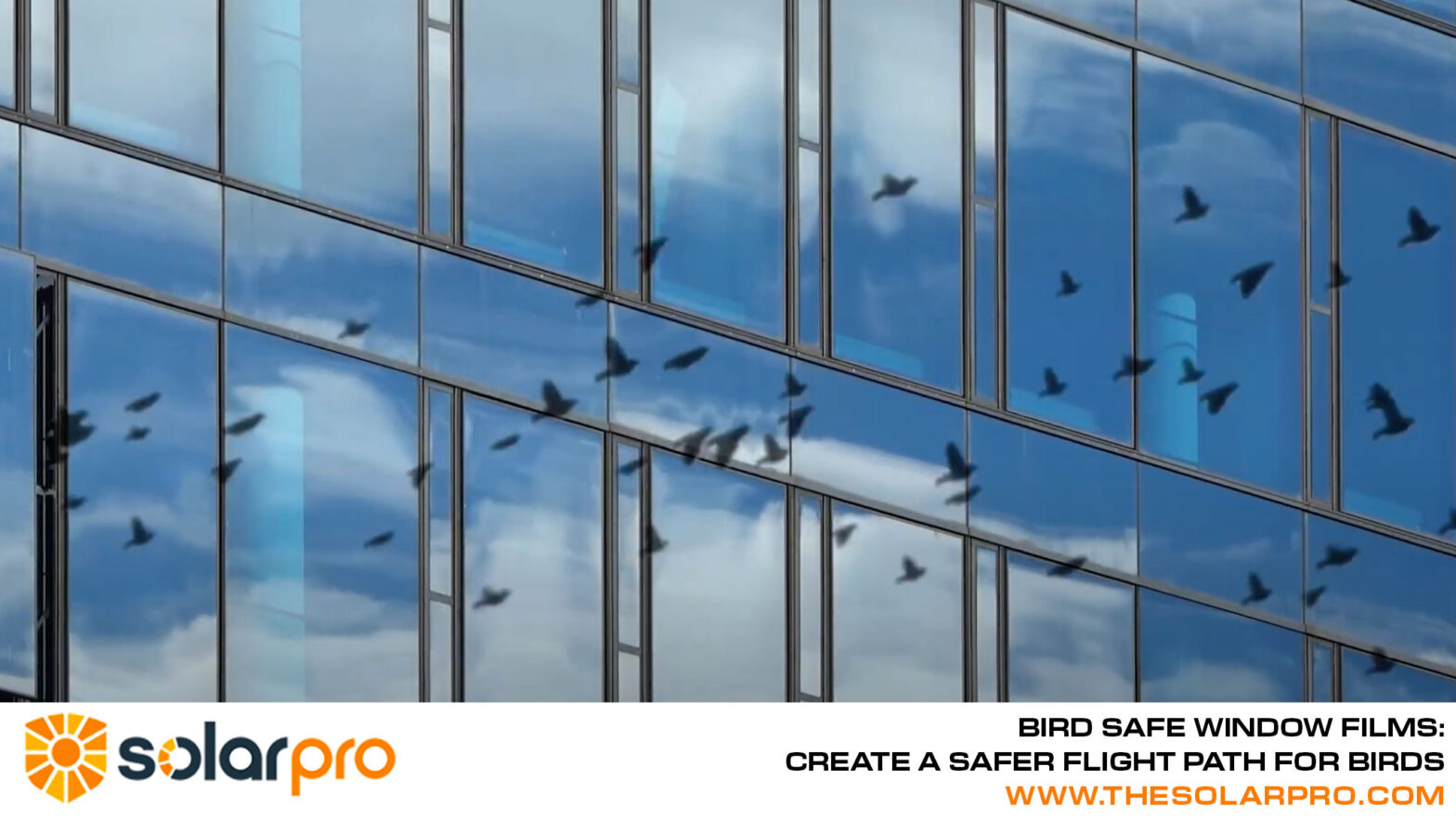 Bird Safe Window Films | SolarPro In Tennessee